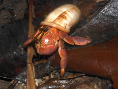Coenobita brevimanus