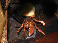 Coenobita brevimanus