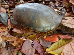 Kinosternon scorpioides scorpioides