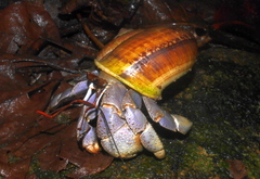 Coenobita violascens