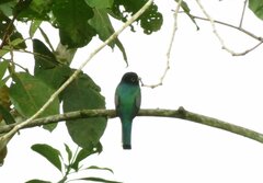 Trogon caligatus