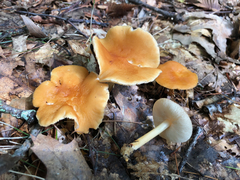Marasmius strictipes
