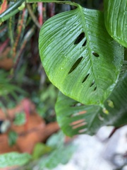 Monstera