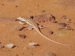 Acanthodactylus boskianus