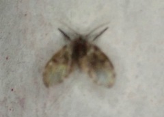 Clogmia albipunctata