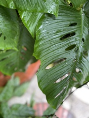 Monstera