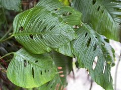 Monstera
