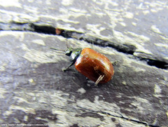 Plagiodera erythroptera