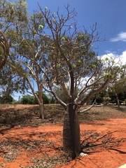 Adansonia gregorii
