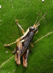 Eujivarus meridionalis