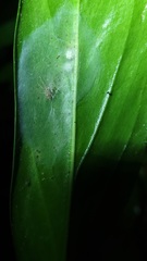 Noegus
