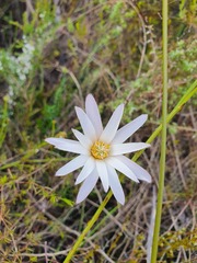 Knowltonia tenuifolia