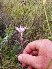 Knowltonia tenuifolia