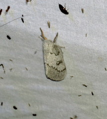 Syssphinx heiligbrodti