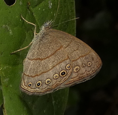 Hermeuptychia hermes