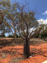 Adansonia gregorii