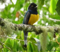 Trogon caligatus