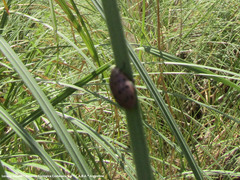 Alagoasa vigintiseptemmaculata