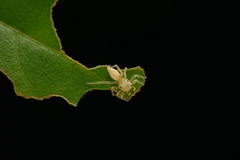 Epocilla