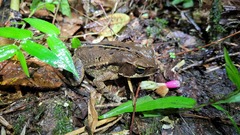 Rhinella ornata