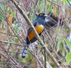 Trogon caligatus