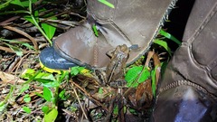 Rhinella ornata