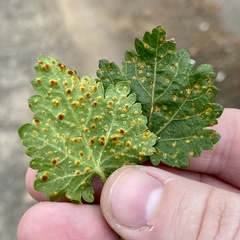 Puccinia modiolae
