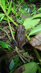 Rhinella ornata