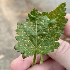 Puccinia modiolae