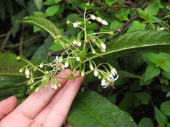 Solanum laxum