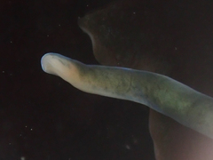 Emplectonema gracile