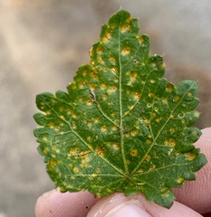Puccinia modiolae
