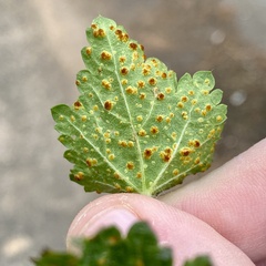 Puccinia modiolae