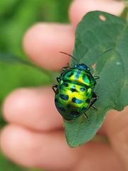 Calliphara excellens