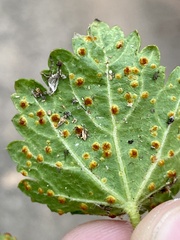 Puccinia modiolae