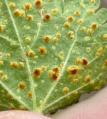 Puccinia modiolae