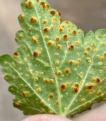 Puccinia modiolae