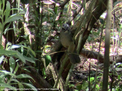 Saltator coerulescens