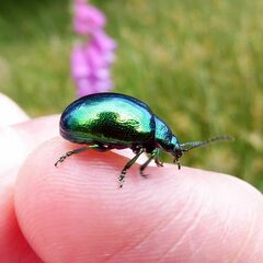 Chrysolina herbacea