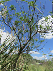 Sapium haematospermum