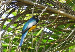 Trogon caligatus