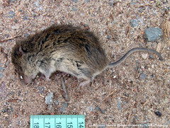 Oligoryzomys flavescens