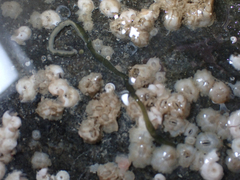 Emplectonema gracile