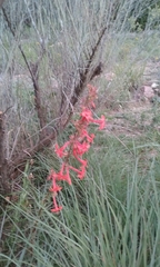 Ipomopsis aggregata collina