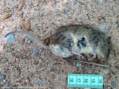 Oligoryzomys flavescens