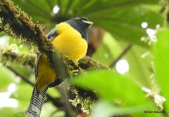 Trogon rufus