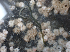 Emplectonema gracile