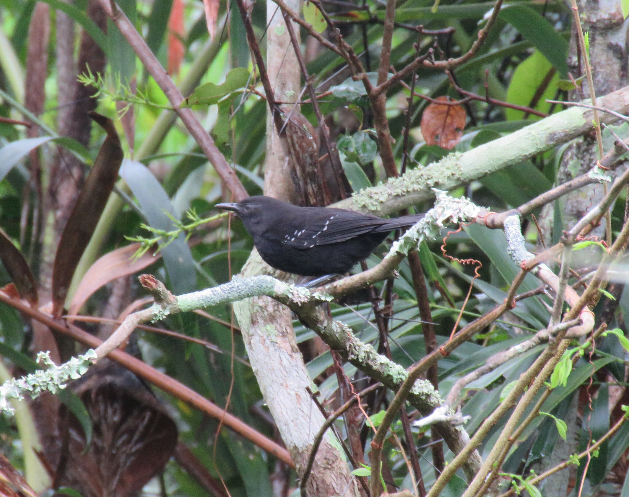 Mato Grosso Antbird (Cercomacra melanaria)