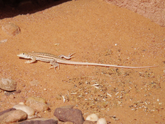 Acanthodactylus boskianus