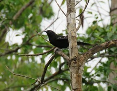 Cercomacra melanaria